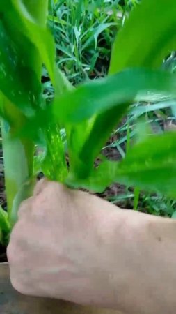 Кукуруза Лакомка снял для Юли, где показал ПАСЫНКИ! 17.07.2025г.  Small Garden's