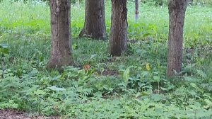 Снова в парке ,белка,приходили детки .