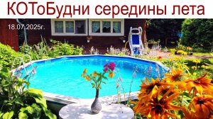 Макушка лета или КОТоБудни середины июля, 2025 г.