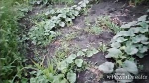 Первые огурчики / Осталась одна грядка.