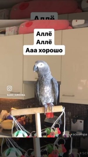 Я вас любил...