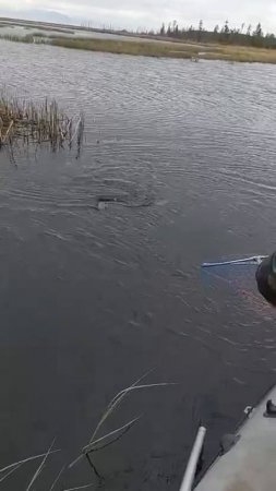 Щука клюнула 🎣
