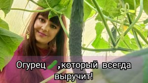 Огурец 🥒,который всегда выручит!Обзор китайского огурца!