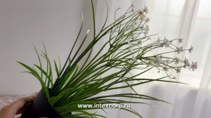 Искусственные цветы в горшке ОЧАРОВАНИЕ ФЛОРЫ, белые, 38 см, 5010056