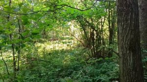 Дальний Кордон