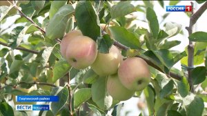 Своя страда и в яблоневых садах, где выращивают ранние сорта яблок