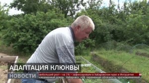 Морозостойкая клюква: ягодный эксперимент. Новости. 18/07/2025. GuberniaTV