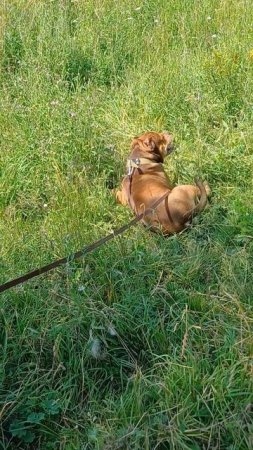 Вуля