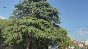 InShot



Сочи, набережная.