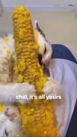 Наш TG https://t.me/liveofcats