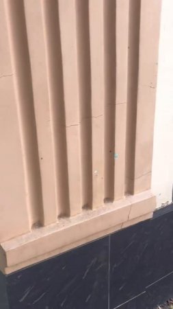В Москве зоомагазин запретил вход рыжему коту из-за воровства пряников