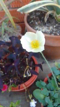 Papaver alpinum Мак Альпийский