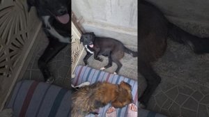 Новые жильцы приюта