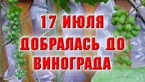 17 июля. Добралась до винограда