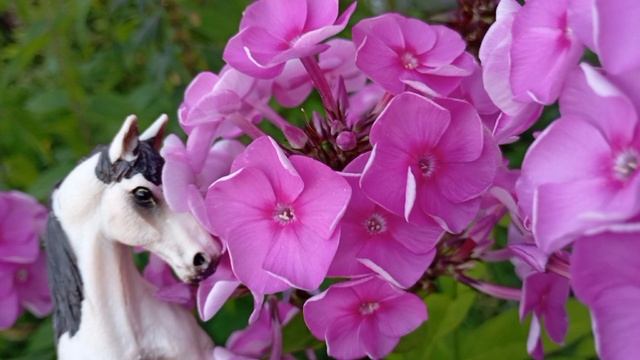 фоточки лошадей смотреть онлайн