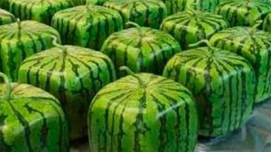 КВАДРАТНЫЙ АРБУЗ