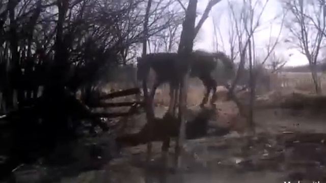 Лошади вырвались на свободу