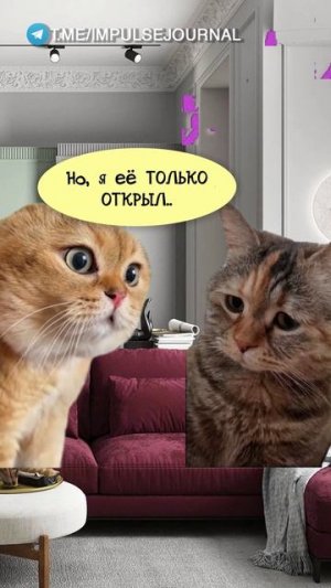 с первого раза не понятно (Мяукаем в телеграм Импульс Журнал 👉 @impulsejournal ) #пустьговорят