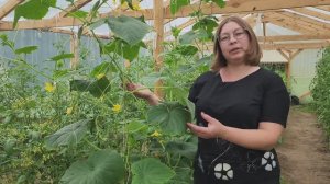 🥒 Формирование огурцов в теплице: секреты рекордного урожая