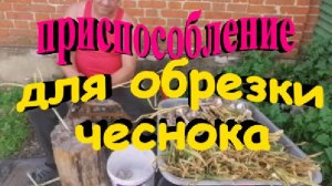 Обрезка товарного чеснока