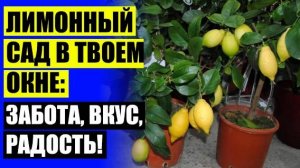 🔵 Купить дерево лимона спб недорого ⚠ Павловских лимонов ❗