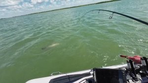 Сом, пока таскали ,пожарили на сковороде и на мангале 🤣