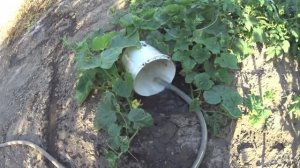 ЖИВЕМ В ДЕРЕВНЕ!!ПРОПАЛЫВАЕМ ОГОРОД!!ОГУРЧИКИ РАДУЮТ!!ПОГОДА ПОРТИТСЯ,ЗАХОДЯТ ТУЧИ!!
