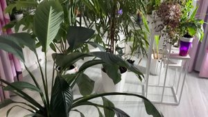 Куда я пропала. Новости, покупки, украшения, стендап, растения. И спасибо за помощь в лечении кота!