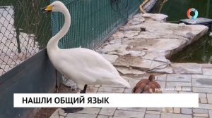 Нашли общий язык