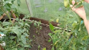 Ой, бяда-бяда....