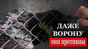 Даже ворону в "Тайгане" противна семейка Алексагиных, 18 июля