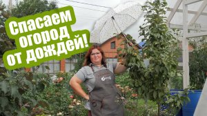 Как защитить растения от проливных дождей Первая помощь от переувлажнения