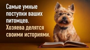 Самые умные поступки ваших питомцев. Хозяева делятся своими историями.