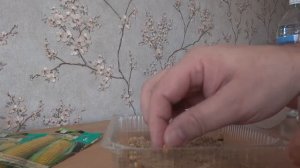 ВЫРАЩИВАНИЕ КУКУРУЗНОЙ РАССАДЫ ДЛЯ ПОСАДКИ В ГРУНТ