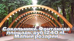 Сокольники. Фонтанная площадь, дуб (240 л), Малый розарий