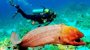 Meeting with a moray eel. Встреча с муреной