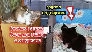 Съёмка кошек для видео с озвучками.