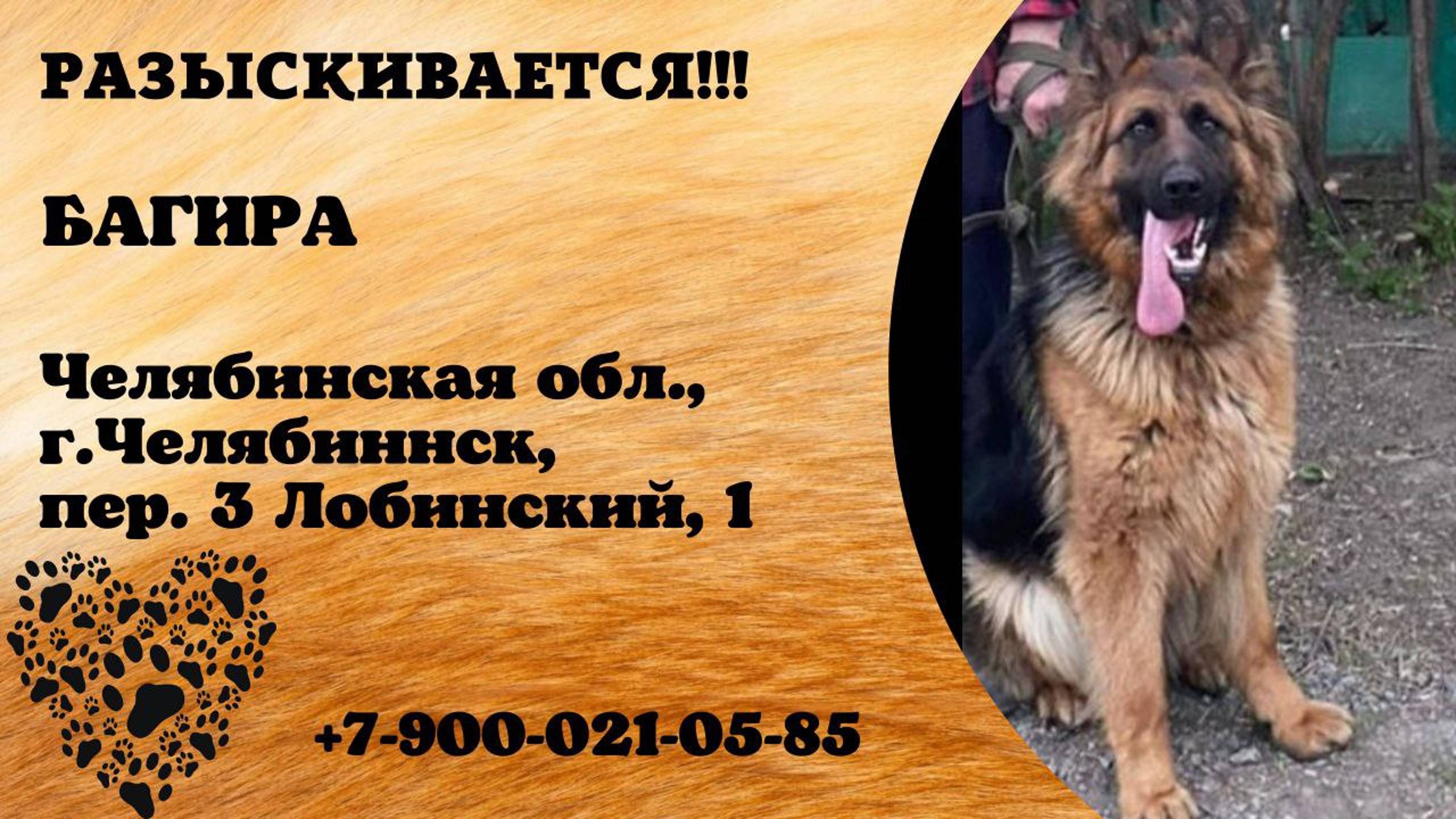 Пропала собака! БАГИРА.  Челябинская обл, г.Челябинск