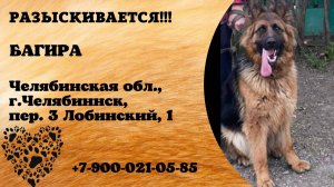 Пропала собака! БАГИРА.  Челябинская обл, г.Челябинск