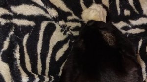 Любимая лапка у котика😸