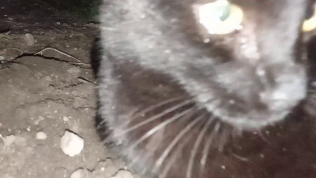 путешествие по городу насыкомых #растения природа смотреть онлайн