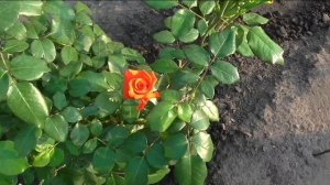 Розы на 19 июля