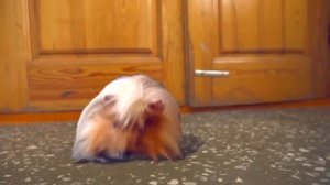 Как  Пашка наказал Настю