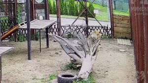 Шерхан. Играл. Проверил домик и устроился на троне 18.07.2025