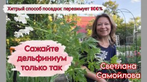 ПОМАДА ДЛЯ ДЕЛЬФИНИУМА. ХИТРЫЙ СПОСОБ ПОСАДКИ: ПЕРЕЗИМУЕТ 100 %