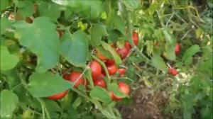 ИНТЕРЕСНЫЙ  СПОСОБ ВЫРАЩИВАНИЯ ТОМАТОВ