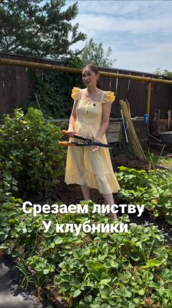 🍓После сбора урожая укореняем усы и убираем листву