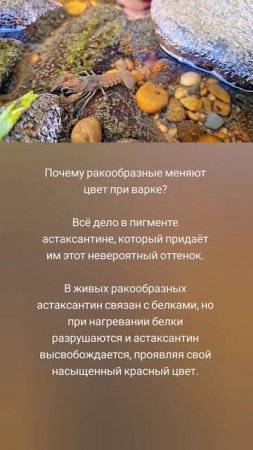 Почему ракообразные меняют цвет при варке? 🤗🦞🦀🦐