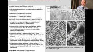 ГИСТОЛОГИЯ ЗУБОВ. Ч. 1 (ЭМАЛЬ, ДЕНТИН, ЦЕМЕНТ)