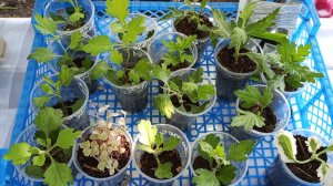 Посадка укоренившихся черенков хризантемы в кашпо.